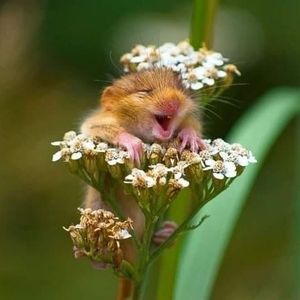 Meet your Posher, Sheryl